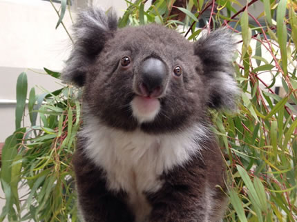 淡路ファームパーク イングランドの丘