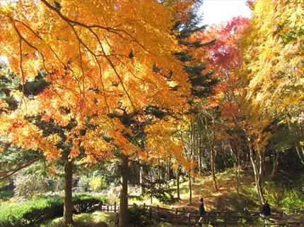 六甲高山植物園