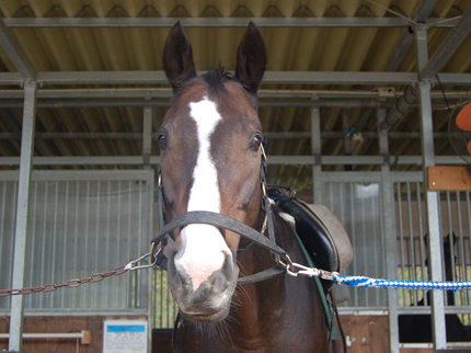  乗馬クラブクレイン北大阪